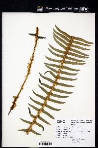 Polystichum munitum image