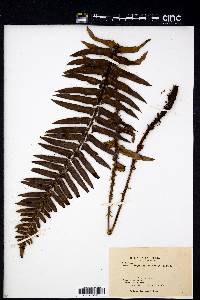 Polystichum munitum image