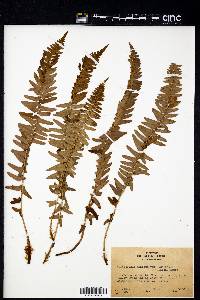 Polystichum munitum image