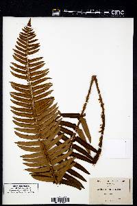 Aspidium munitum image