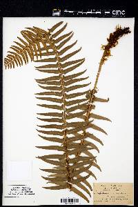 Aspidium munitum image