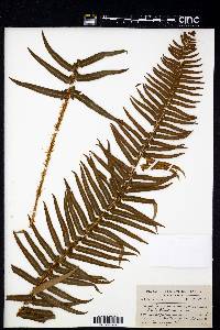 Polystichum munitum image