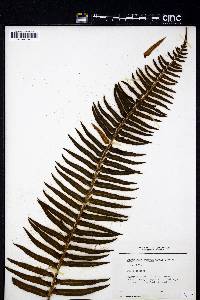 Polystichum munitum image