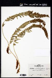 Polystichum munitum var. imbricans image