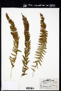 Polystichum munitum image