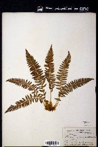 Polystichum scopulinum image