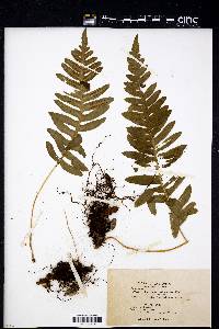 Polypodium californicum image