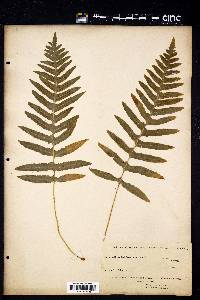 Polypodium californicum image