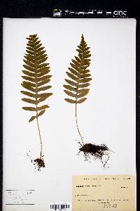 Polypodium californicum image