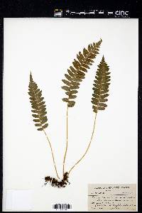 Polypodium hesperium image