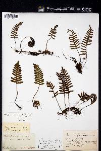 Polypodium polypodioides image