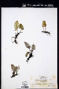 Polypodium polypodioides image