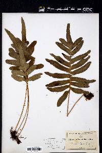 Polypodium scouleri image