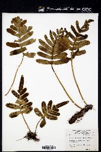 Polypodium scouleri image