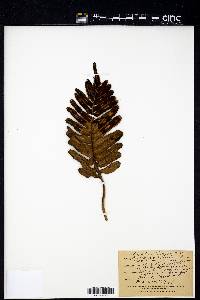 Polypodium scouleri image