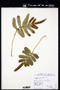 Polypodium scouleri image