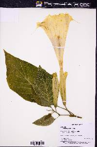 Brugmansia versicolor image