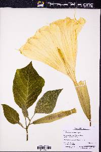 Brugmansia versicolor image