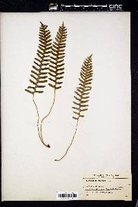 Polypodium vulgare image