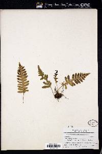 Polypodium vulgare image