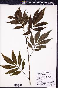 Solanum trizygum image