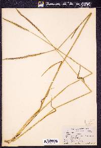 Elymus trachycaulus subsp. trachycaulus image