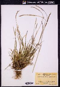 Elymus trachycaulus subsp. subsecundus image