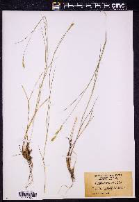 Pseudoroegneria spicata image