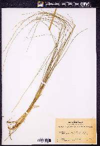 Pseudoroegneria spicata f. spicata image