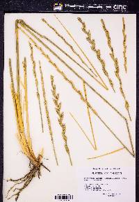 Pseudoroegneria spicata f. inermis image
