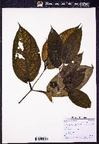 Piper macrotrichum image
