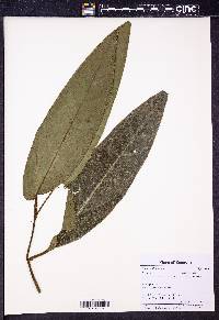 Piper bellidifolium image