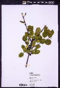 Rhamnus cathartica image