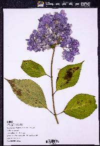 Hydrangea macrophylla image