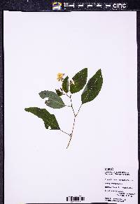 Impatiens pallida image
