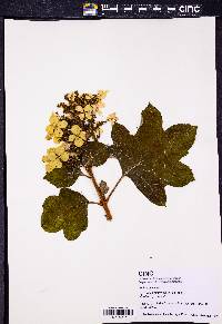 Hydrangea quercifolia image