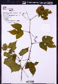 Ampelopsis glandulosa var. brevipedunculata image