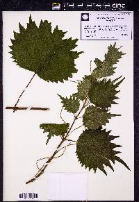 Image Associated With the Occurence