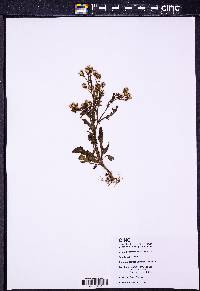 Senecio vulgaris image