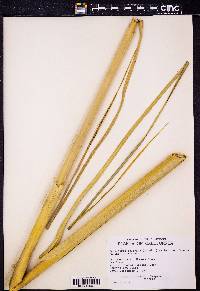 Cortaderia selloana image