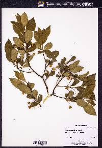 Euonymus alatus image