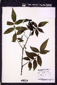 Solanum juglandifolium image