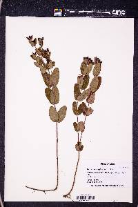 Triadenum virginicum image
