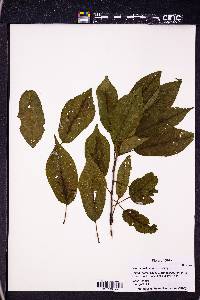 Prunus hortulana image