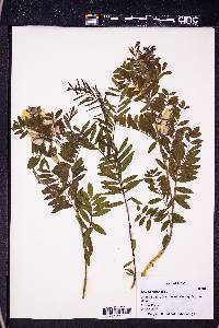 Galega officinalis image