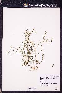 Cardamine parviflora image