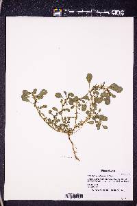 Amaranthus blitoides image