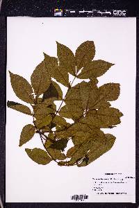 Carya pallida image