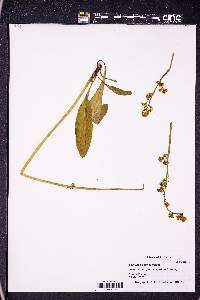 Micranthes pensylvanica image