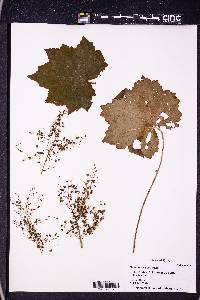 Heuchera villosa image